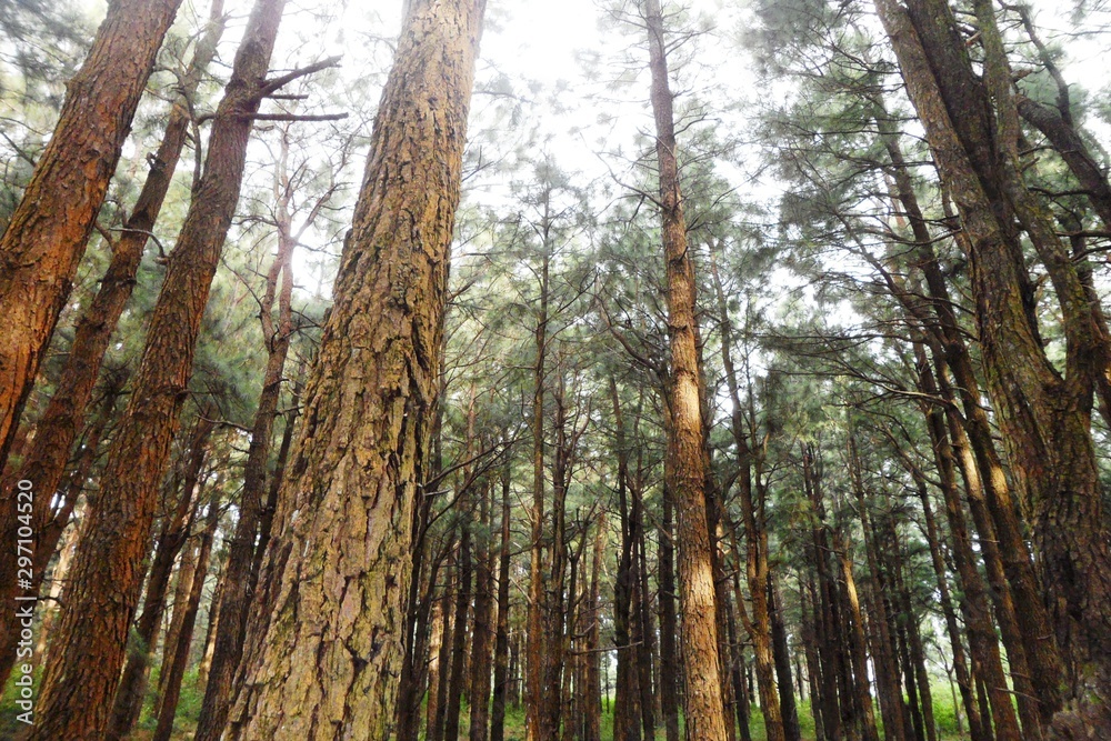 Fototapeta premium trees in the forest