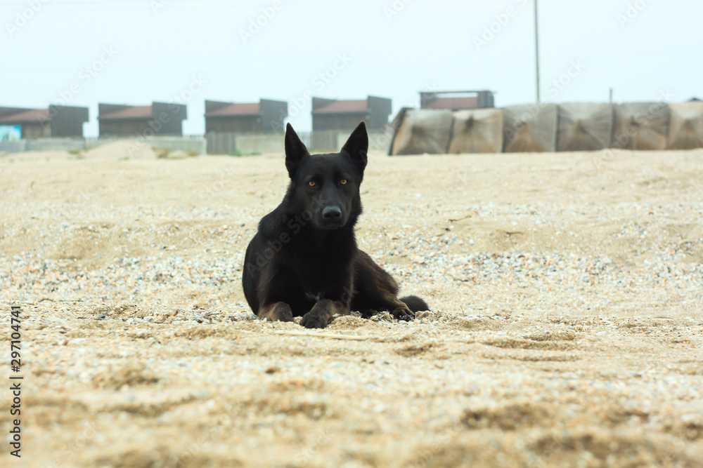 dog in the field