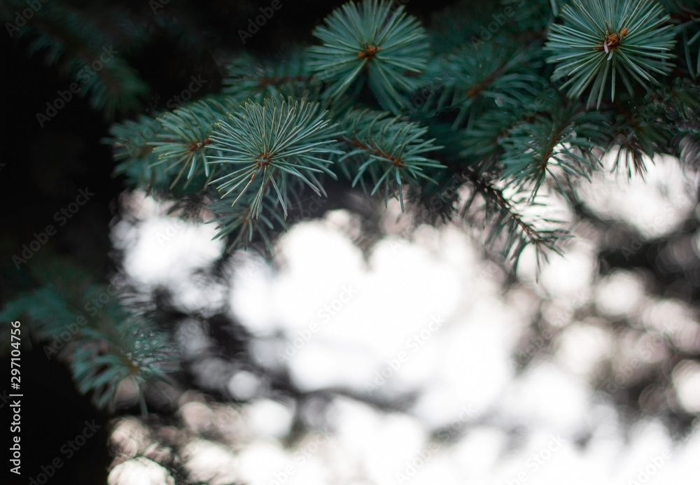 Christmas fir tree branches Background. Christmas pine tree wallpaper. Copy space. Christmas tree in the forest. Close up.