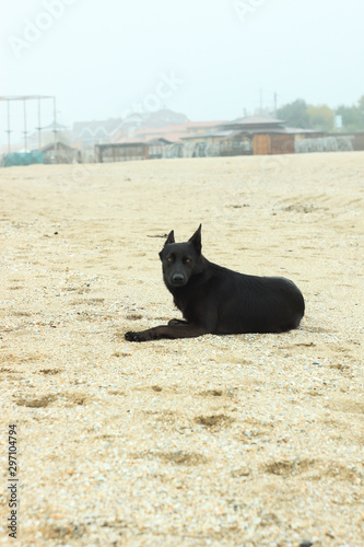 A black dog on the sand beach. Cold foggy rainy weather. Walking with pets.