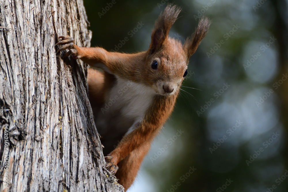 Eurasian red Squirrel climbs the leaves on the ground in the forest and looks for food