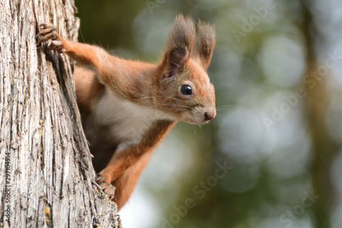 Eurasian red Squirrel climbs the leaves on the ground in the forest and looks for food