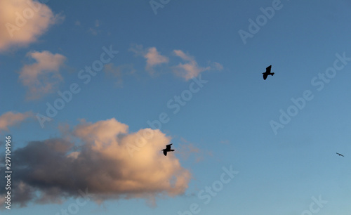 Seagulls flying with clouds in the background