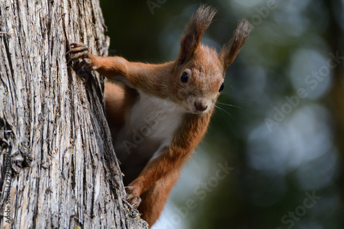Eurasian red Squirrel climbs the leaves on the ground in the forest and looks for food