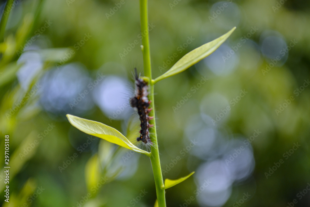 Caterpillar  on leaf 