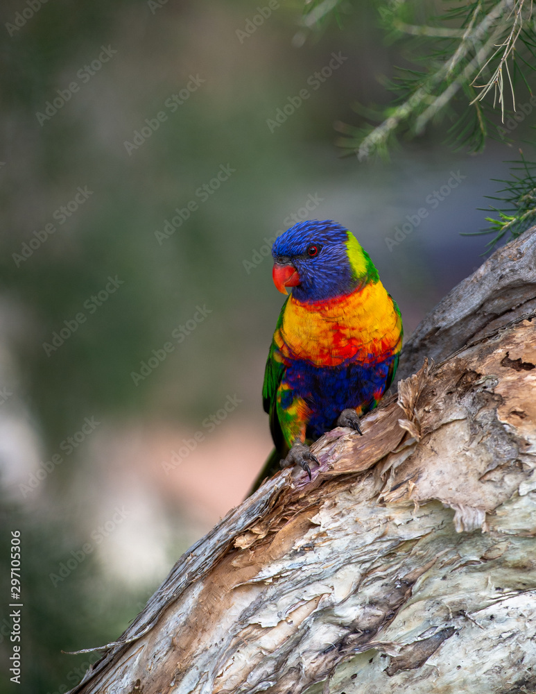 rainbow lorikeet in tree