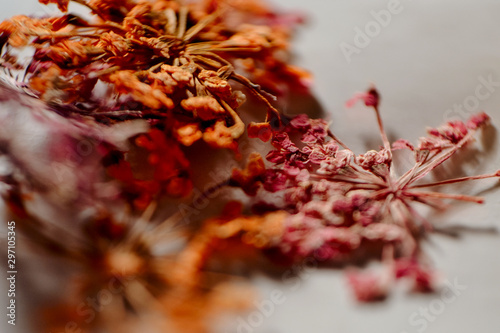 macro-photo  dry flowers and plants