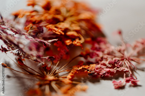 macro-photo  dry flowers and plants