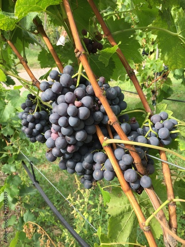 grapes on the vine