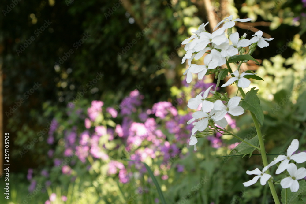 fleurs fleurs