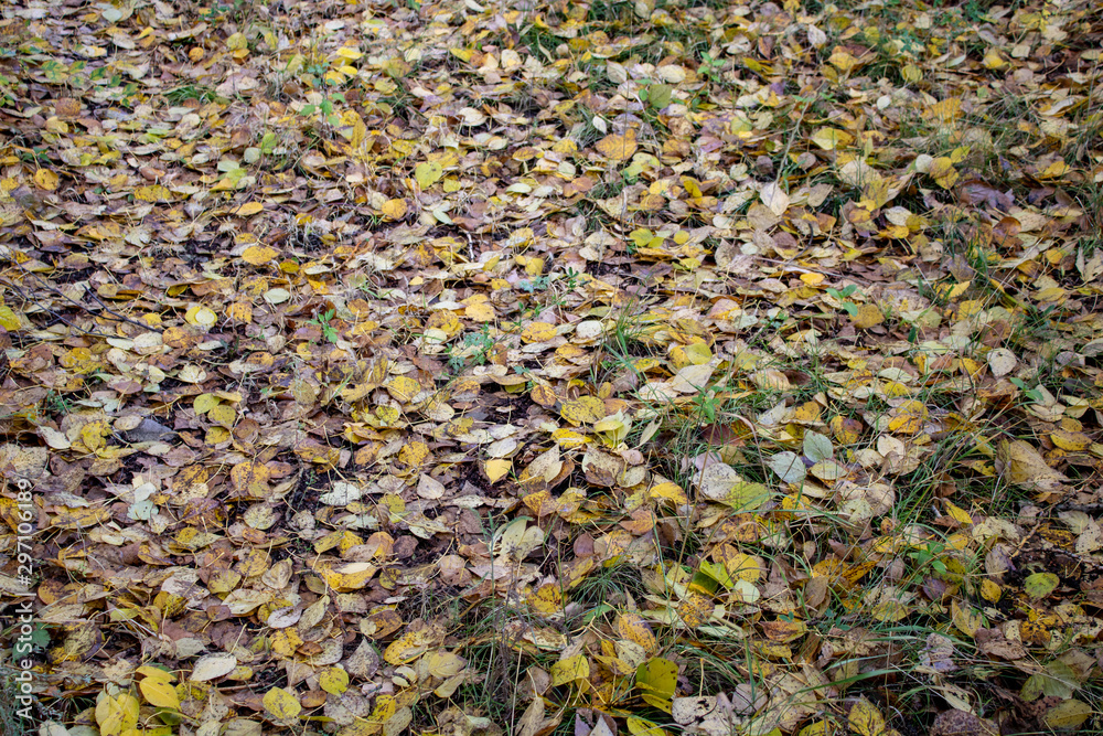 Fallen autumn colored leaves carpet lie on the ground. Fallen autumn colored leaves carpet lie on the ground.