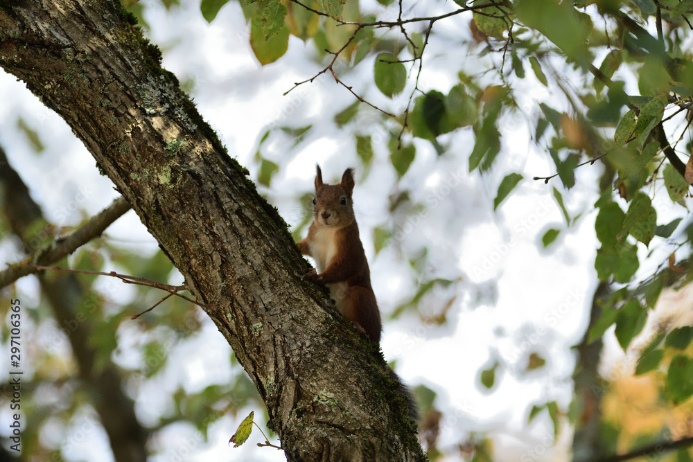 Eurasian red Squirrel climbs the leaves on the ground in the forest and looks for food Eurasian red Squirrel climbs the leaves on the ground in the forest and looks for food