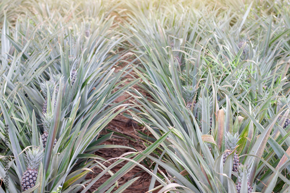 Young Pineapple on tree with sunlight in the farm. Young Pineapple on tree with sunlight in the farm.