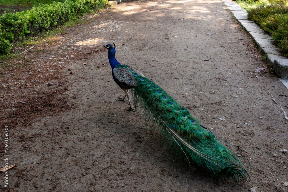 Fototapeta premium Peacock at the Palácio Graden 