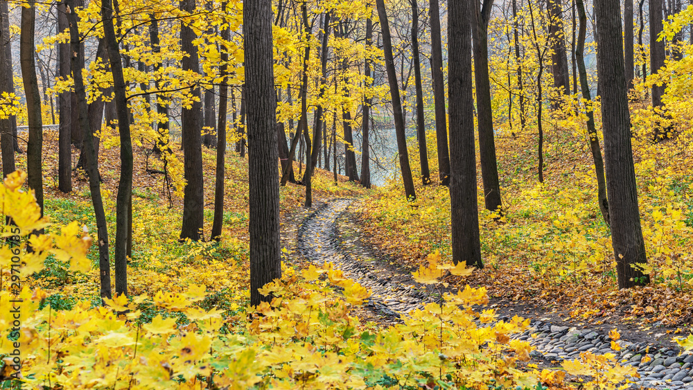 Trees with bright yellow leaves. Autumn landscape. Trees with bright yellow leaves. Autumn landscape.