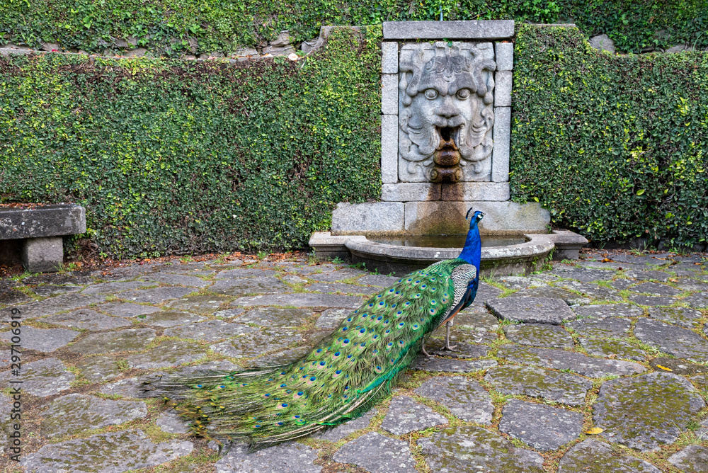 Obraz premium Peacock at the Palácio Graden 