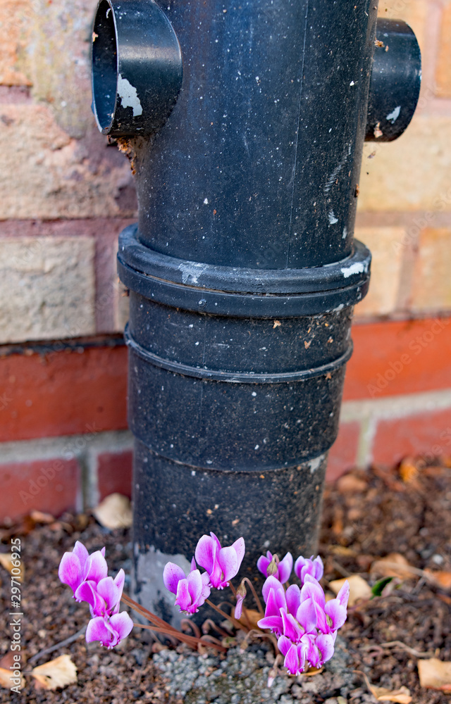 Autumnal self seeding miracles; Cyclamens flower around a drain pipe 2 (Portrait).jpg Autumnal self seeding miracles; Cyclamens flower around a drain pipe 2 (Portrait).jpg