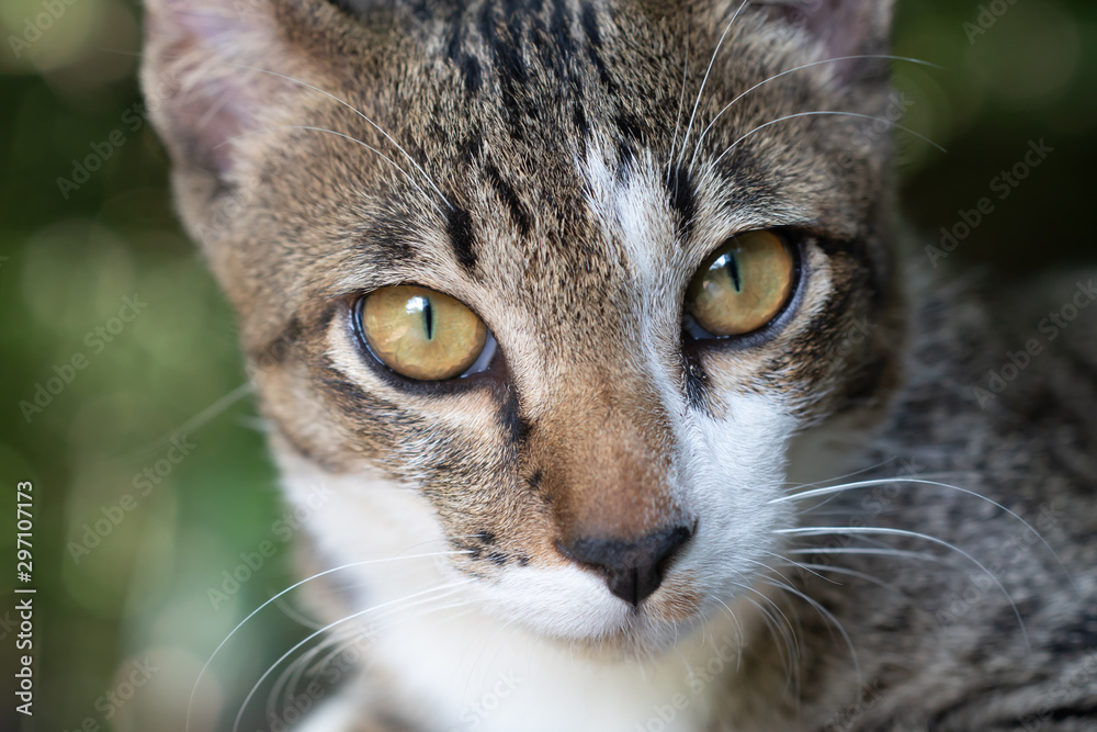 Close up face striped Thai cat, pattern striped cat 