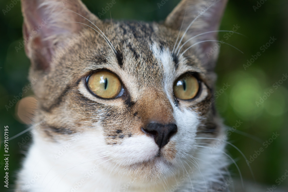 Close up face striped Thai cat, pattern striped cat 