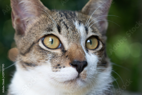 Close up face striped Thai cat, pattern striped cat  © Patara