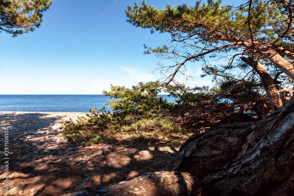 Strand mit Küstenwald auf Öland in Schweden