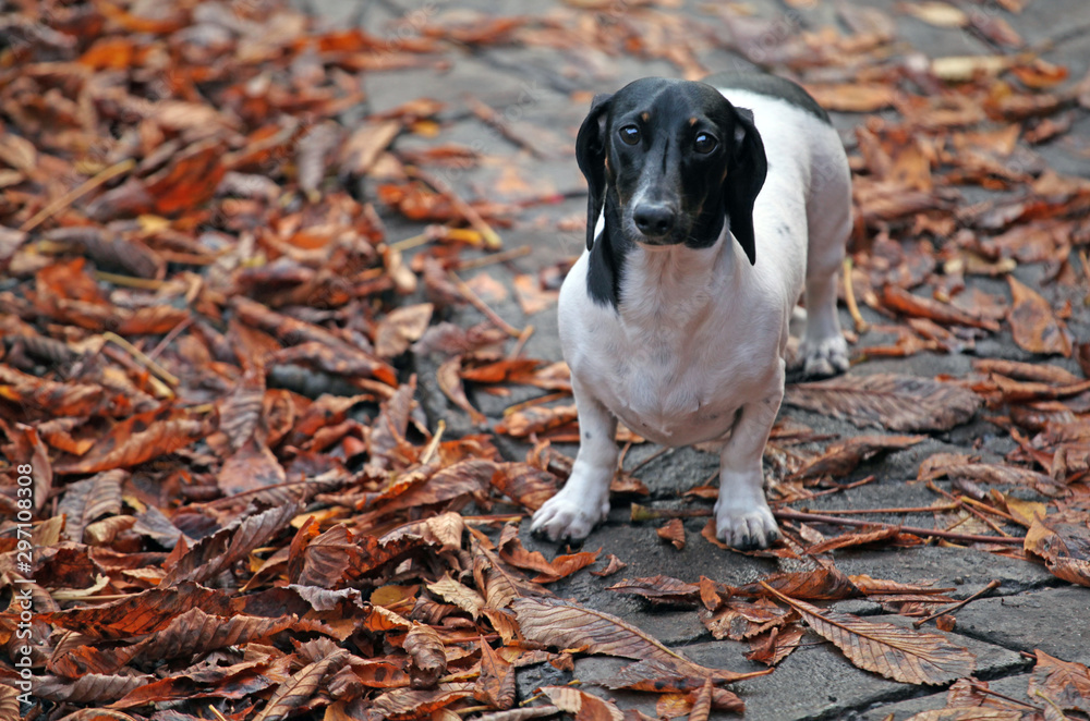 dachshund dog autumn leaf background 