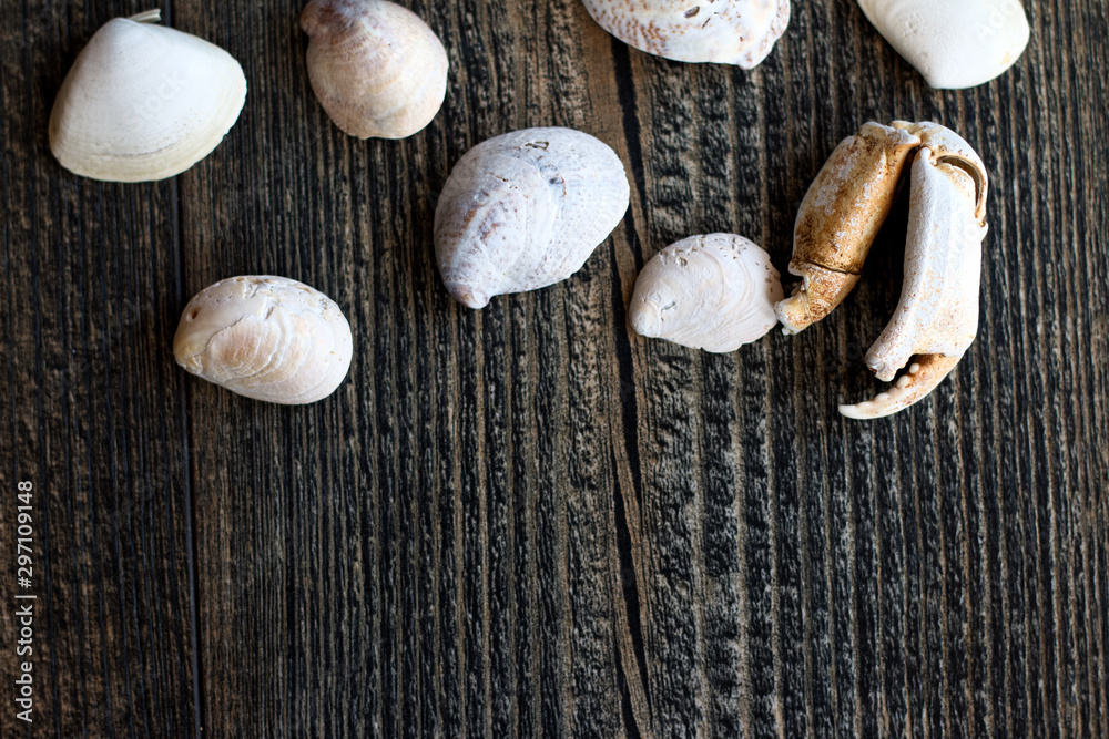 crab claw sea shells group on wooden background