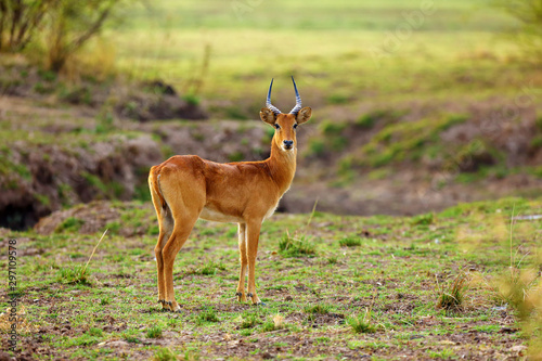 Fototapeta Naklejka Na Ścianę i Meble -  The Puku (Kobus vardonii senganus) male standing on savanna with green background.