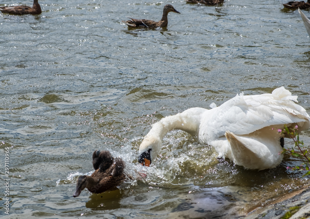 Fototapeta premium A swan chases off a duckling in a pond at Leases Park, Newcastle