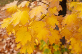Beautiful yellow autumn maple leaves on branches with a blurred background.