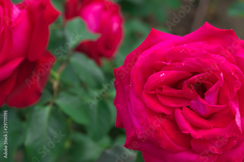 Nakanoshima Rose Garden -Mr. Lincoln-
