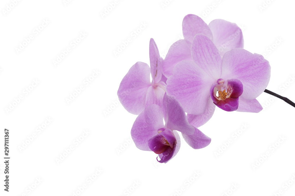 An orchid flower on a white background.