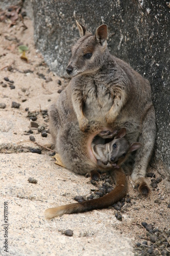 Wallaby Mutter Baby Australien