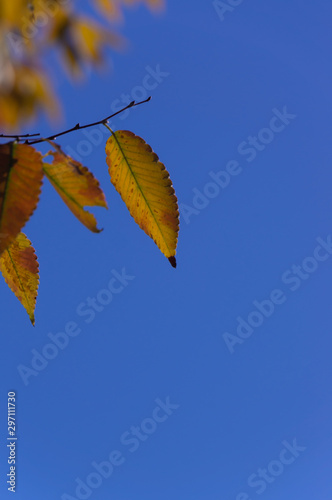 Autumn leaves of Tsurumi Ryokuchi Park, Osaka photo