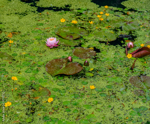 Water lilies and other floating vegetation in a pond in the Royal  Botanis Gardens, Edinburgh, UK photo