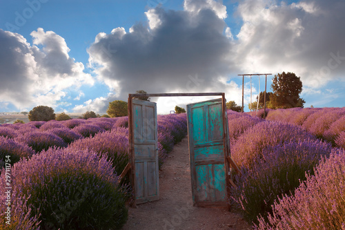 lavender gardens, lavender cultivation
