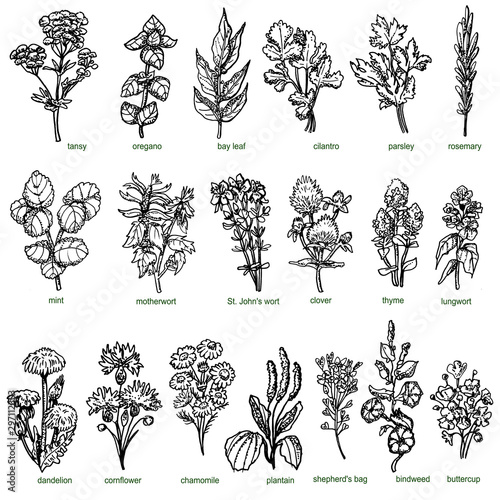 Set of forest and field medicinal herbs and greenery hand drawn in ink. Chamomile, shepherd's purse, thyme, oregano, cilantro, parsley.
