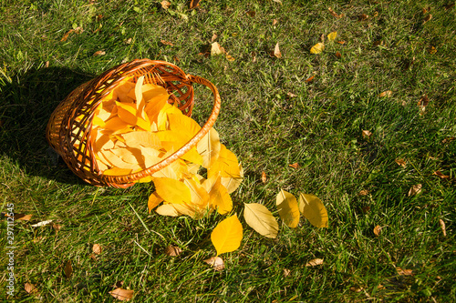 yellow leaves in wicker basket on green grass in autumn.