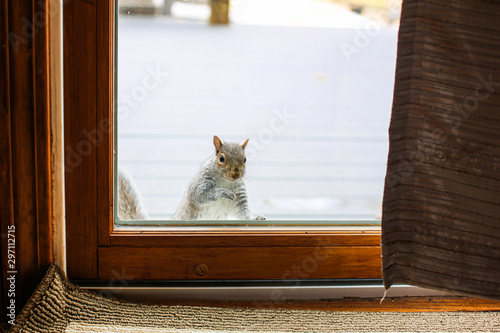 Squirrel looking inside home through slider door Fototapet