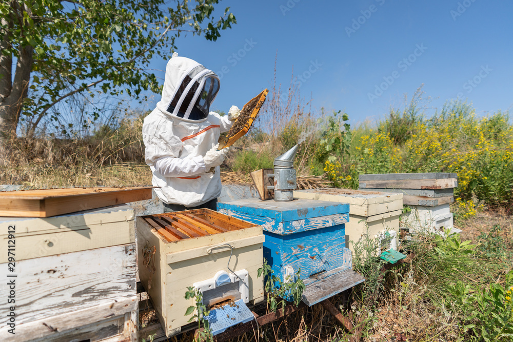 Beekeeper is holding a honeycomp for collecting honey from the apiary Beekeeper is holding a honeycomp for collecting honey from the apiary