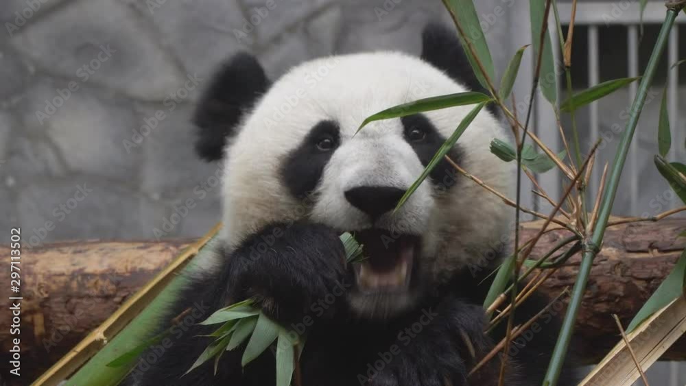 Big Panda enjoys eating bamboo Big Panda enjoys eating bamboo