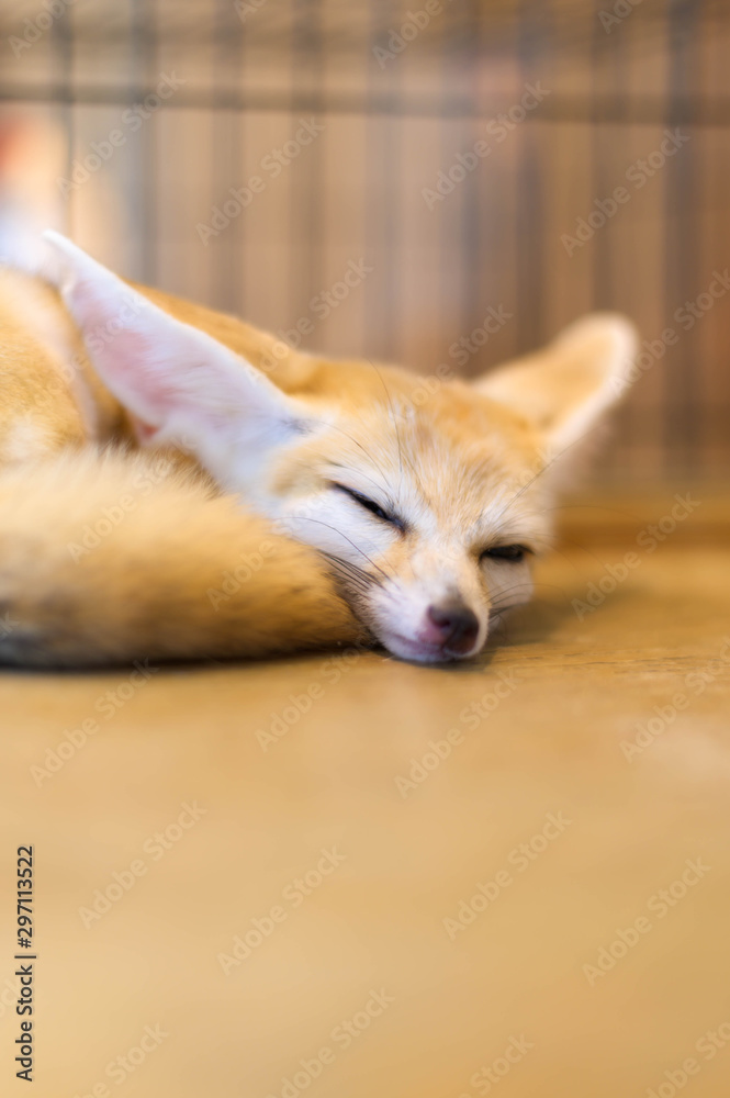 Obraz premium lovely cute Fennec fox sleepping