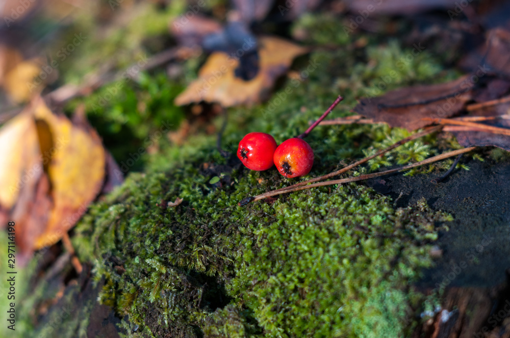 red rowan berries on a stump in the autumn forest red rowan berries on a stump in the autumn forest