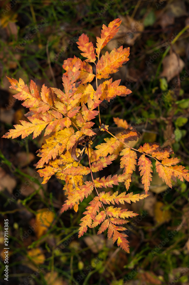 young rowan tree in the autumn forest young rowan tree in the autumn forest
