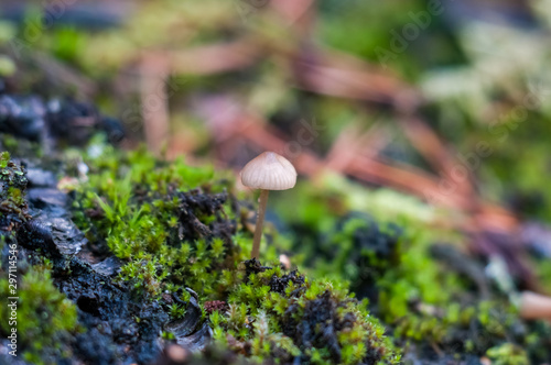 mushroom on moss in the autumn forest