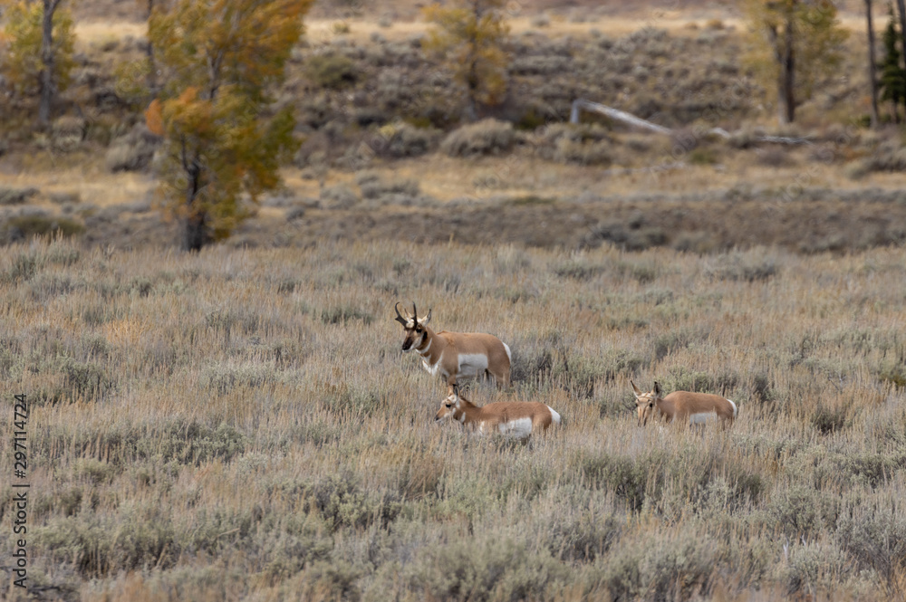 Pronghorn Antelope in Wyoming in Autumn Pronghorn Antelope in Wyoming in Autumn