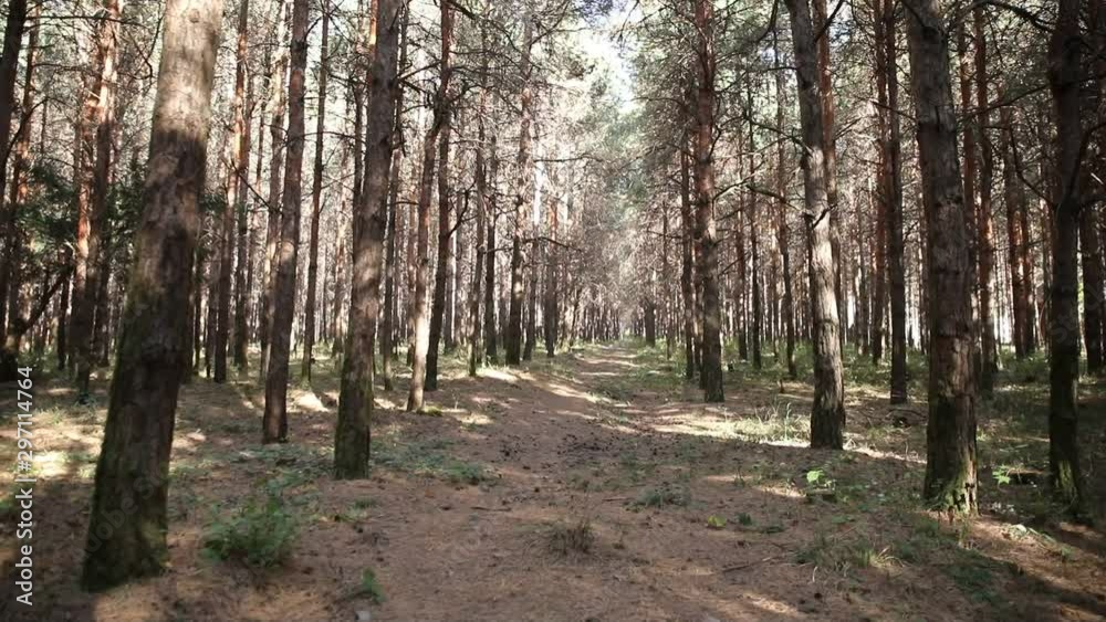 Wild pine forest with green moss under the trees. Moving between trees in beautiful sunny morning just after sunrise. Slider shot Wild pine forest with green moss under the trees. Moving between trees in beautiful sunny morning just after sunrise. Slider shot