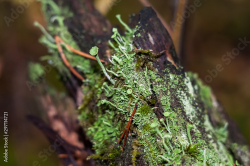 Cladonia, lichen in the autumn forest close-up © Denis