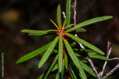 ericaceae marsh closeup in the autumn forest in the swamp © Denis