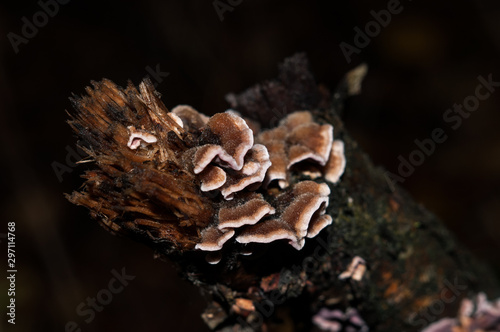 forest mushrooms on a rotten tree in the autumn forest